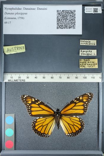 Media type: image;   Entomology 165077